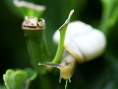 La Bava di Lumaca